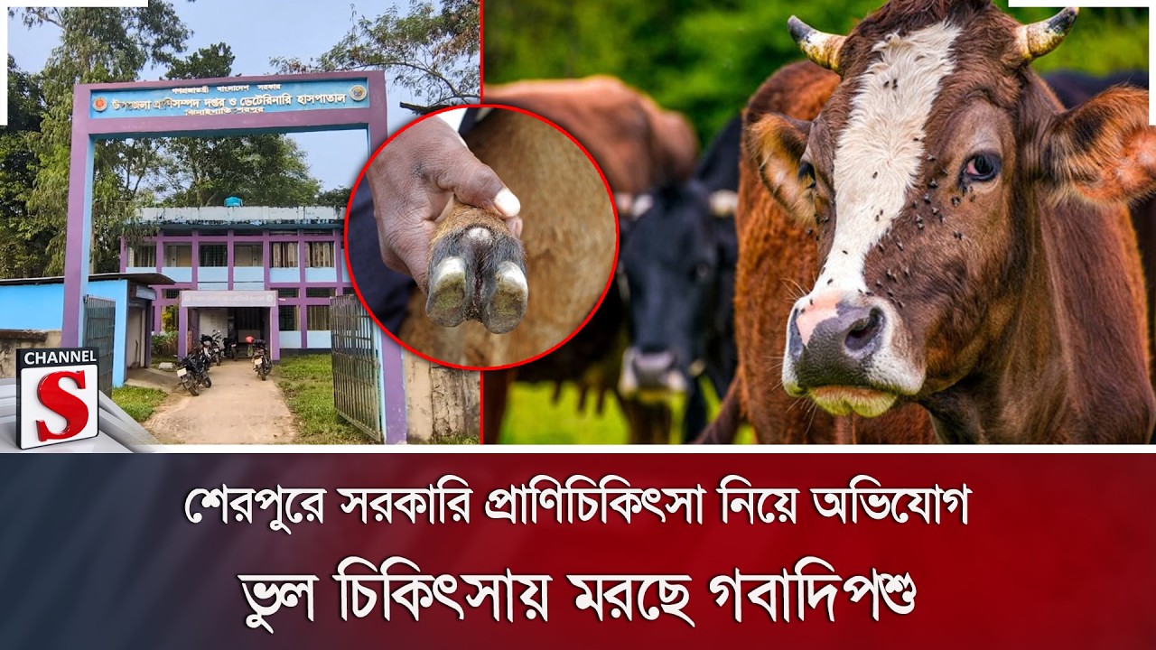 শেরপুরে সরকারি প্রাণিচিকিৎসা নিয়ে অভিযোগ; ভুল চিকিৎসায় মরছে গবাদিপশু | Channel S News
