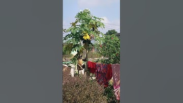 Monkeys in telugu 🐒😍||#monkey#shorts #ytshorts#shortvideo#telugushort#youtubeshorts#subscribe