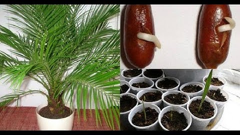 How to Grow Date Palm Tree From Seed 100% success