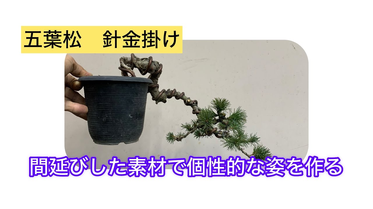 五葉松盆栽 針金掛け 間延びした素材を個性的に作る - YouTube