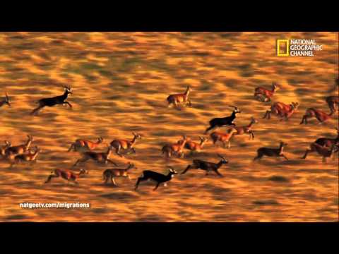 Official Trailer | Great Migrations | National Geographic Wild UK