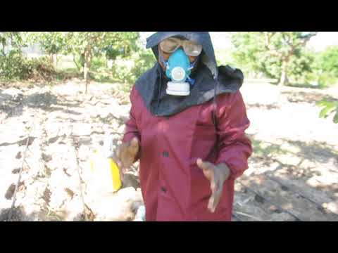 Video: Wadudu na magonjwa ya zucchini