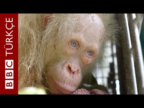 İlk kez karşılaşılan albino orangutan artık daha iyi - BBC TÜRKÇE