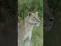 Lion Surprises 2 Leopards