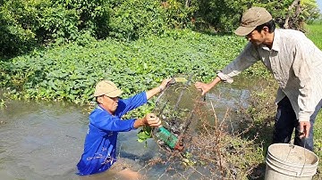 Thăm Lợp Cá Lóc Đầu Năm. GLQ TV 01