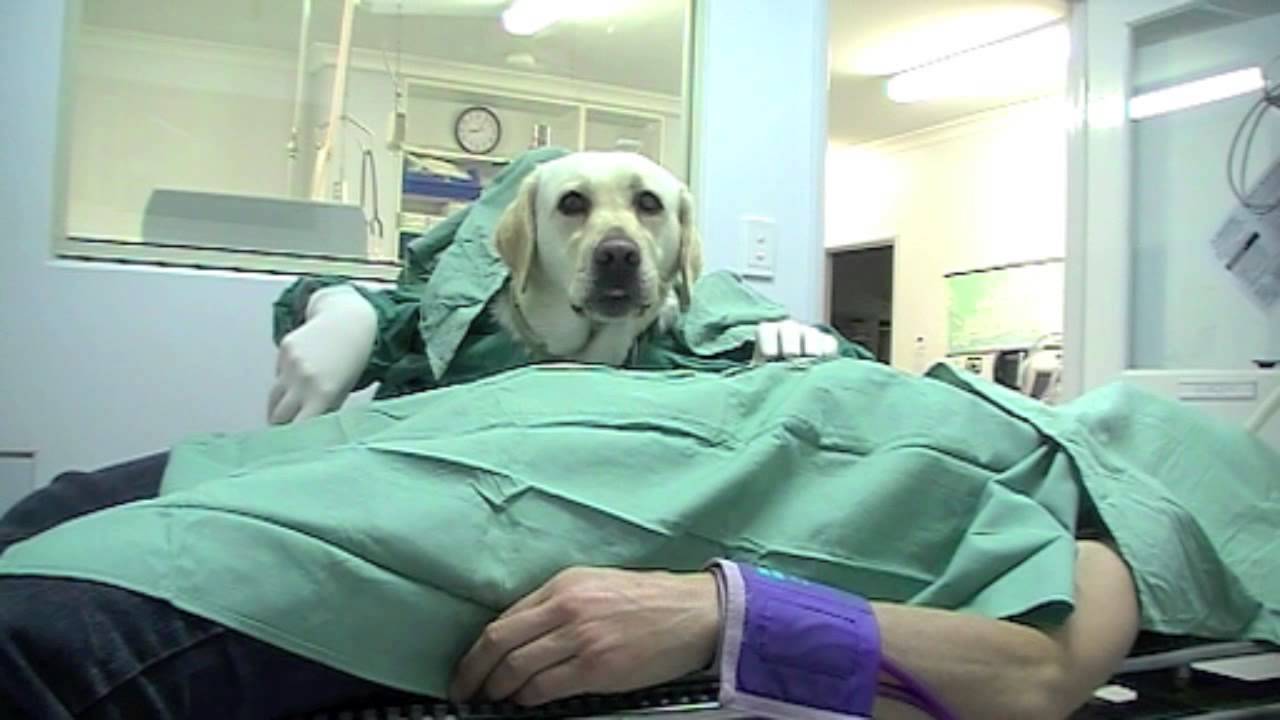 Murdoch Vet Revue Exploratory Labarotomy YouTube