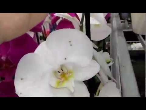Video: Colonizarea Rădăcinilor De Orhidee Oncidium De Către Endofitul Piriformospora Indica Restricționează Infecția Cu Crizanteme Erwinia, Stimulează Acumularea De Transcripții Ale Genel
