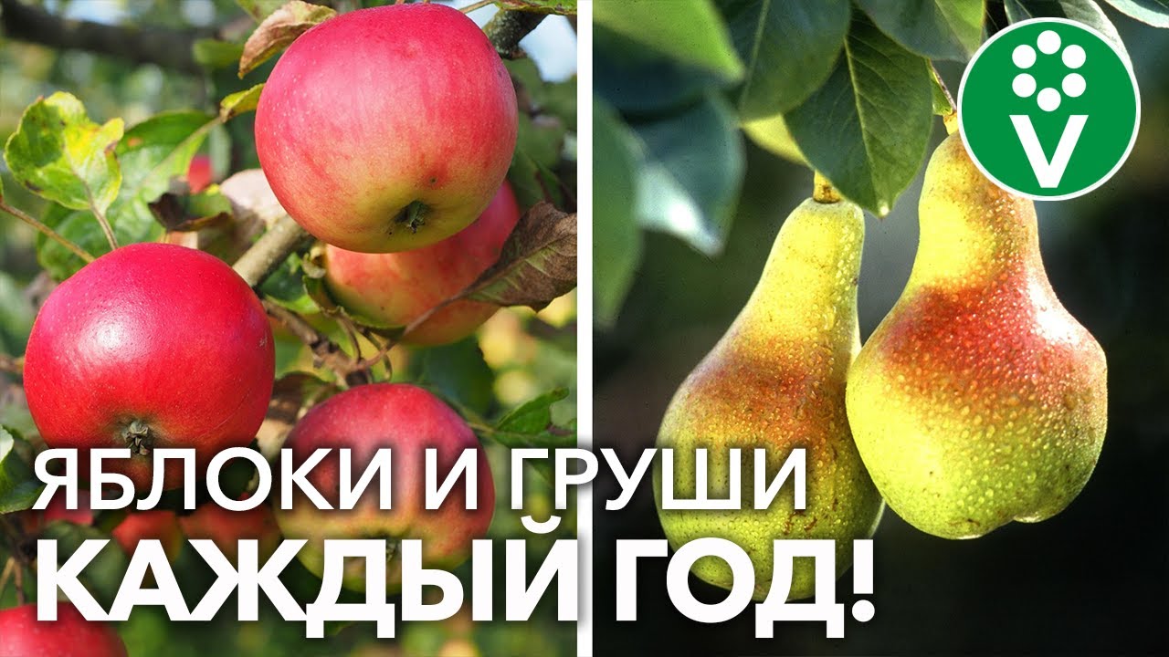 Груша плодоносит через год. Тема яблоко груша. Почему у груши нет семян.