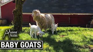 Baby Goats!