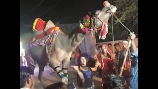 Rajasthani Camel Popular Dance Part-01