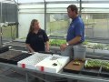 Hydroponics - Seeding