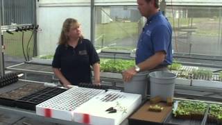 Hydroponics - Seeding