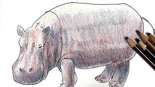 Hippo A Simple Course On How To Draw Pen And Colored Pencil Pictures Youtube
