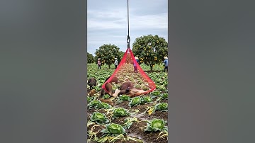 Modern drone captures wild boar damaging the farm!