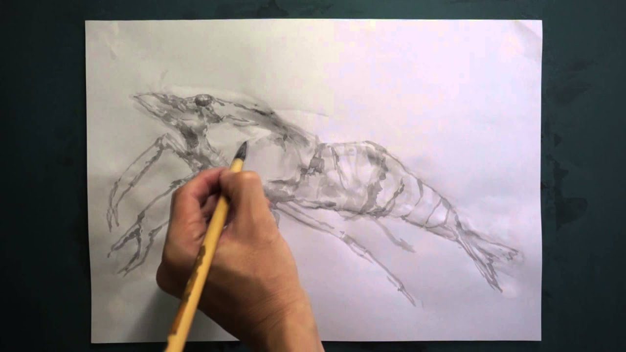 HOW TO DRAW-描き方】「エビ（Prawn）」を 墨でデッサン。《8倍速