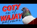 Palomar de conquista de coty en el wajay