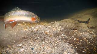 Scenes of Science: Native Brook Trout by N.C. Wildlife Resources Commission 2,361 views 1 month ago 1 minute, 6 seconds