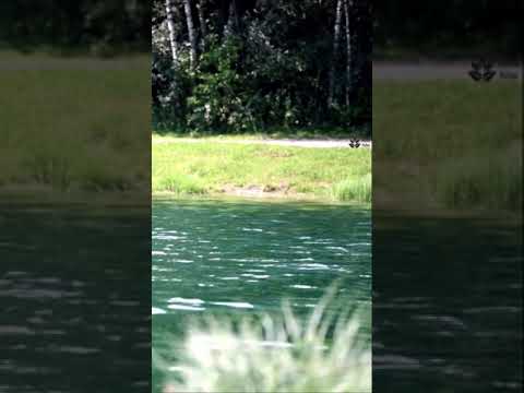 Lake sounds. Full