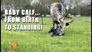 Baby Calf From Birth To Standing Full Video Alligator Alley Summerdale Al