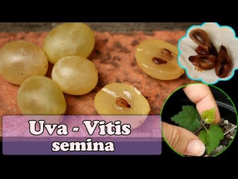 Video: Come si mangia l'uva con i semi?