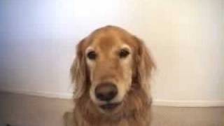 fast dog