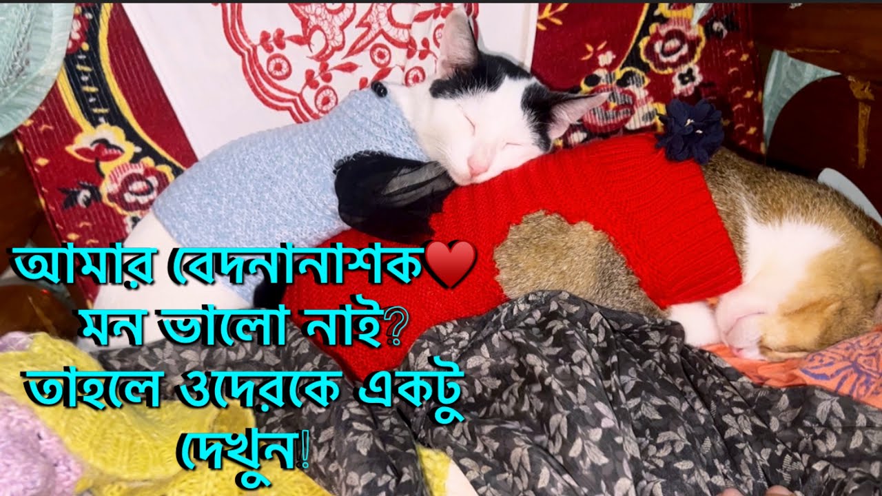 My Aspirin♥️ মন ভালো হয়ে যাওয়ার মত ভিডিও Cute Cat & Kitten Lovely Video Cat Adorable