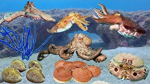 Săn Được Cặp Mực Nang Rất To, Nhiều Bạch Tuộc Sò Dương Kiếm Tiền Triệu Trong Ngày | Cảnh 86