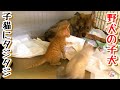 【子犬 保護犬 子猫】群れからはぐれた野犬の子犬 子猫達にたじろぐ