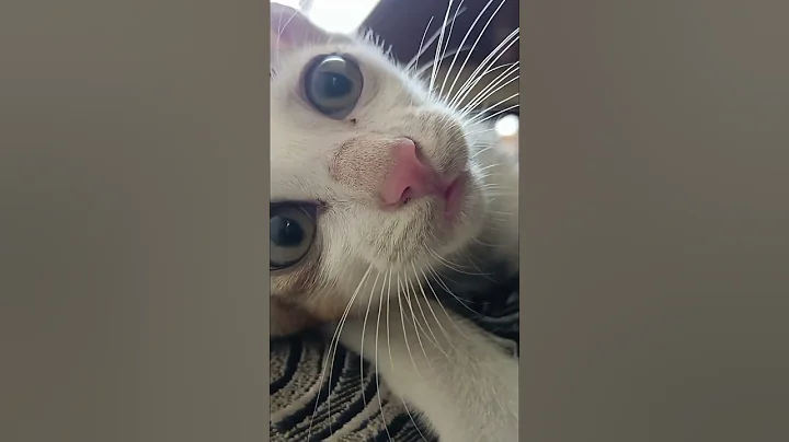 "I'm taking a cat nap - literally!" #shorts #short #cat