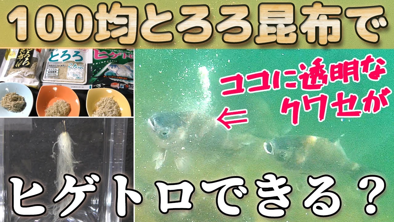 焼き魚が苦手@プロフ必読ページ Super cheap beard toro?!] Marukyu vs. 100-yen store grated