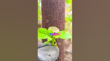 Cách ghép cây ăn quả #ghepcay