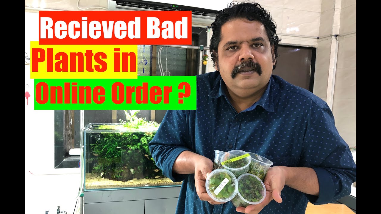How To Grow Aquatic Plants In Aquarium Aquascaping Tips How To Grow how-to-grow-aquatic-plants-in-aquarium-aquascaping-tips-how-to-grow