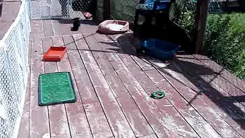 Lu's pups 8wks July 3rd.