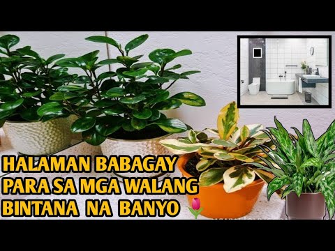 Video: Mga Bulaklak Para Sa Banyo, Kahit Basa Ito At Walang Mga Bintana