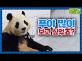 (SUB)[전지적 할부지 시점] ep.193 “푸바오, 네가 용인 푸씨인걸 잊지 않았으면 좋겠어” 푸야 여행가던 날 비하인드🍀│Panda World image