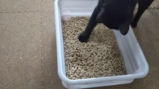 元野良猫初めてのシステムトイレ～砂の感触じゃなくてもできる？