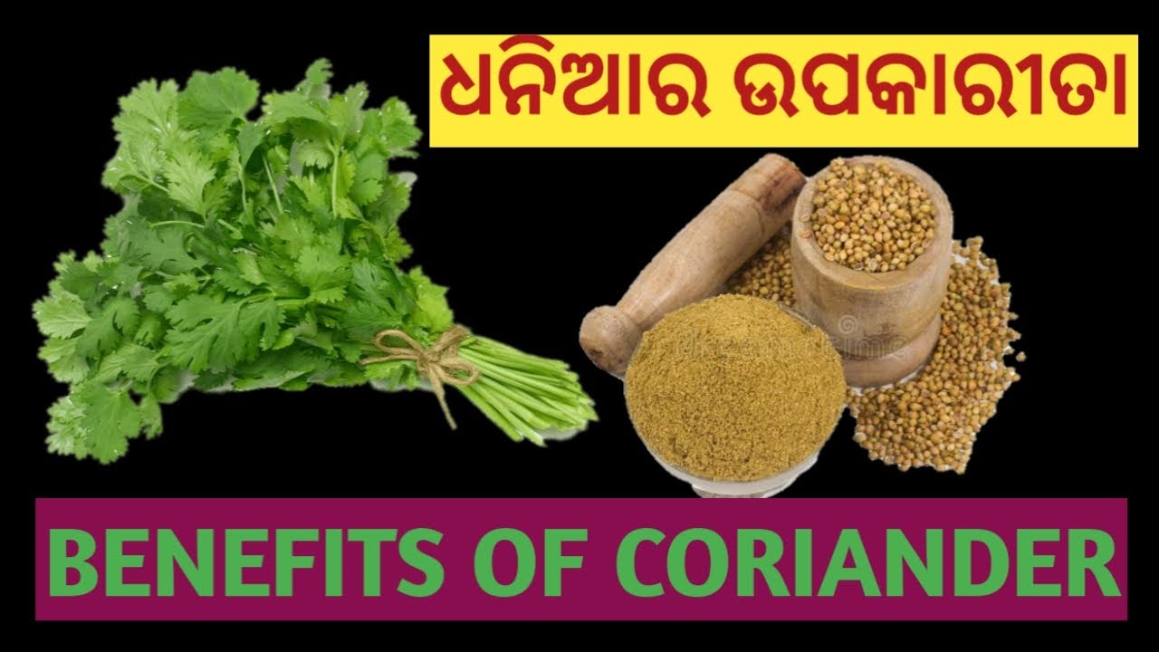 Dhaniara Patrara Fayeda || Dhaniara Upokarita || ଧନିଆର ଉପକାରୀତା