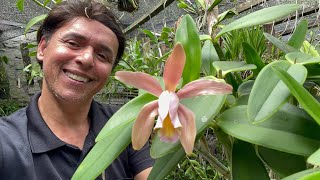 MAMÃE QUER GANHAR ORQUÍDEA DE PRESENTE