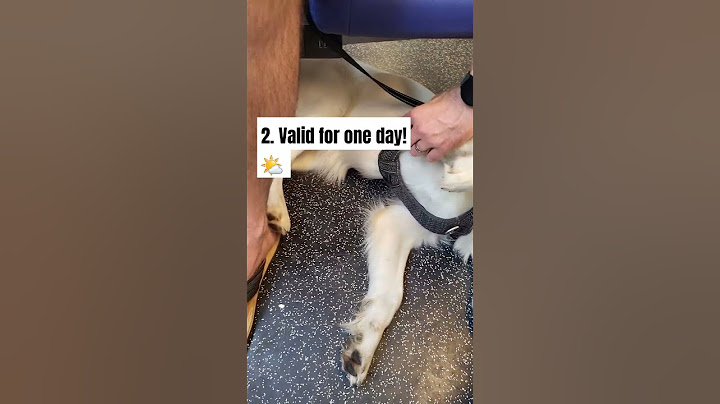 How to take your dog on the train in The Netherlands 🇳🇱 #travel #dog #train