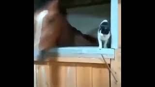 Horse And Cat