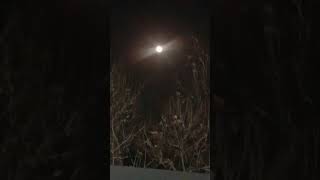 Moon night 🌙 || fisla song status || #trending #tree #like  #viral #moon #feelings