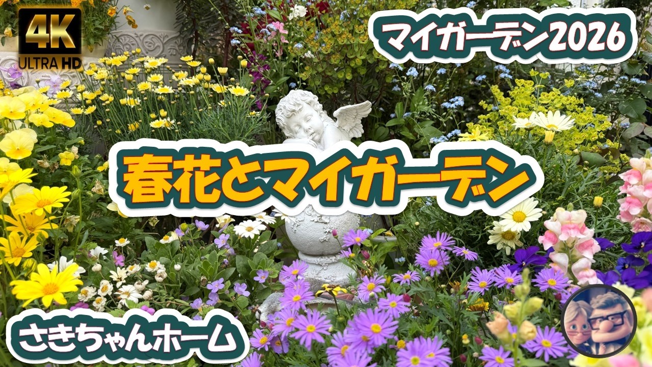 4K】2026年4月21日 ‼️ラックスが咲いています。 #flowers #garden