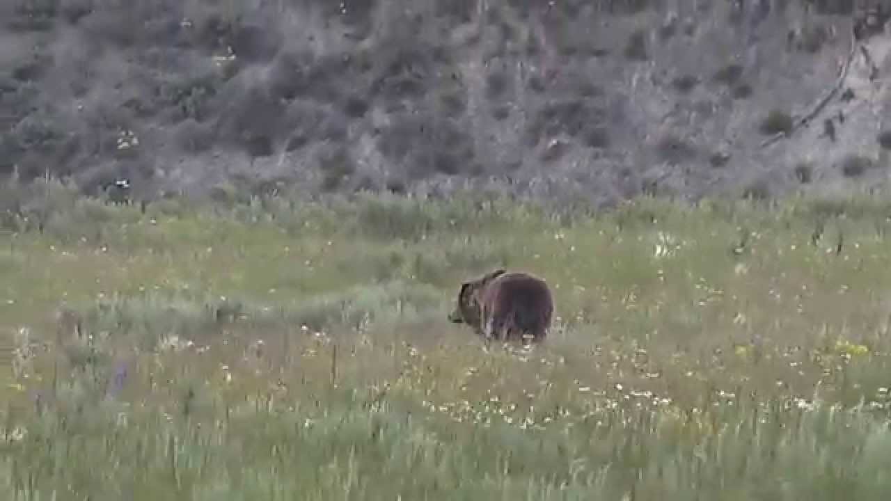 sony xperia xa1 ultra Grizzly bear by the road - Hayden Valley, Yellowstone