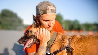 BELGIAN MALINOIS LEFT IN A UHAUL GETS A FRESH START!