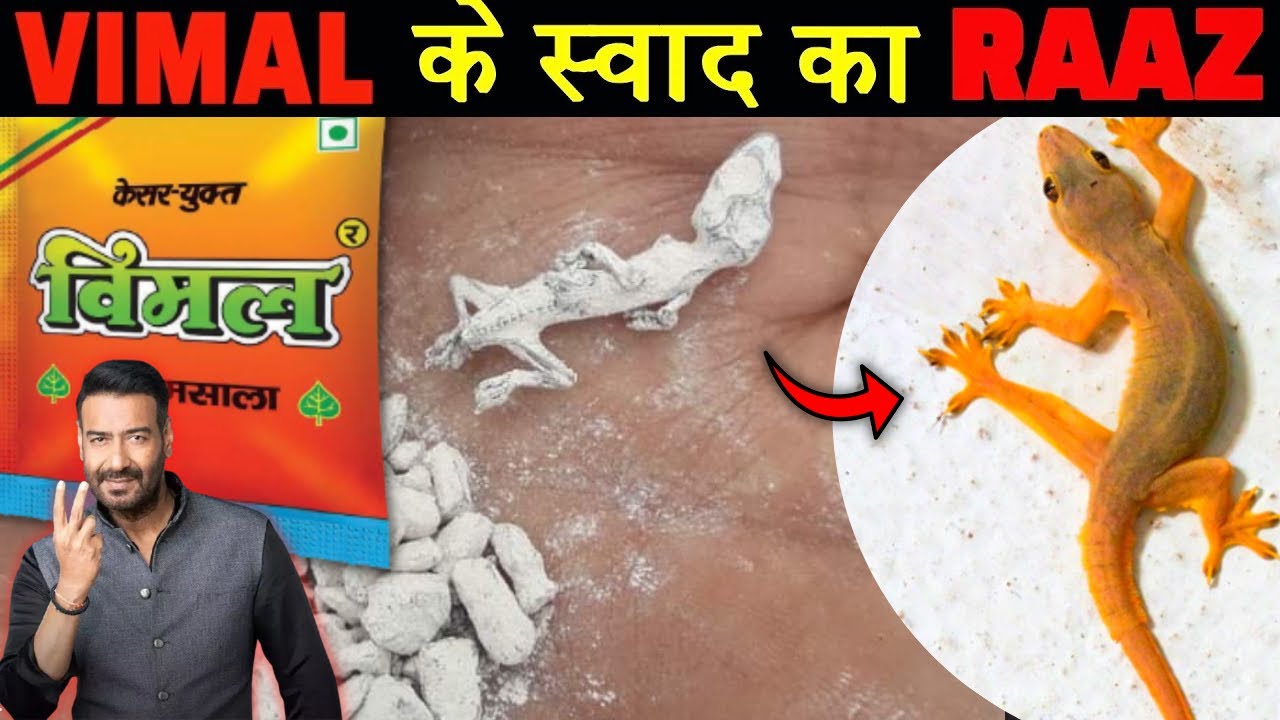 See how Vimal Pan Masala is made How is Gutkha distributed Gutkha Making Process