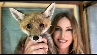 SO YOU WANT A WILD PET FOX? - Should you tame a Red Fox puppy? by Animal Watch 420,763 views 11 months ago 16 minutes