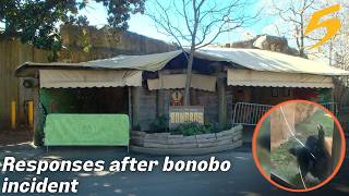 Memphis Zoo curator and witness respond following bonobo incident closes exhibit