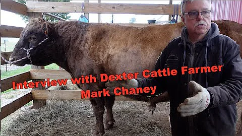 Dexter Cattle: Interview with Mark Chaney