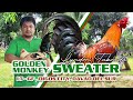 Farm visit golden monkey sweater  mr lyndon taboada of lt farm