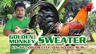 FARM VISIT: GOLDEN MONKEY SWEATER - Mr. Lyndon Taboada of LT Farm screenshot 5